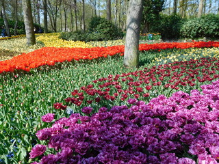 Keukenhof