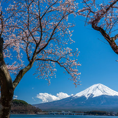 Mt. Fuji in the spring time with cherry blossoms at kawaguchiko Fujiyoshida, Japan.