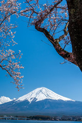 Mt. Fuji in the spring time with cherry blossoms at kawaguchiko Fujiyoshida, Japan.