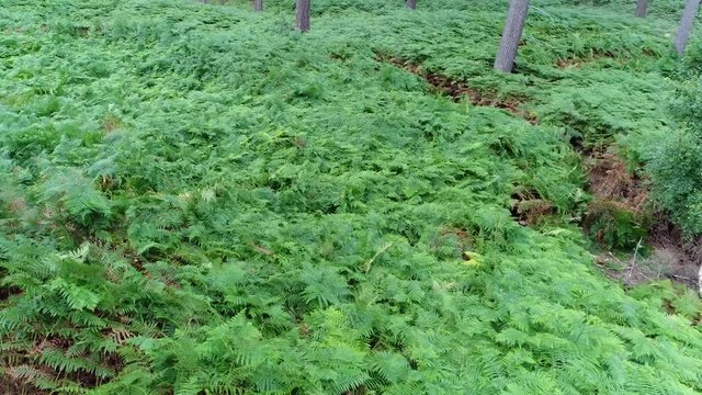 Low altitude aerial view of wild fern is a member of a group of vascular plants that reproduce via spores and have neither seeds nor flowers they have complex leaves called megaphylls 4k quality