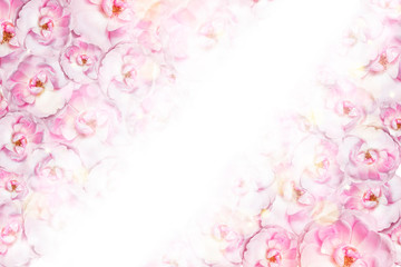 Delicate background of pink peonies with space for text. Top view, flat lay. Copy space Birthday, mother, valentine, woman, wedding day concept