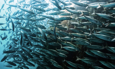 A school of Topsmelt or Silversides in the kelp forests of Catalina Island, California.