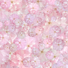 Frisches Hintergrund-Blumenmuster von Kirschblüten. Aus der Draufsicht