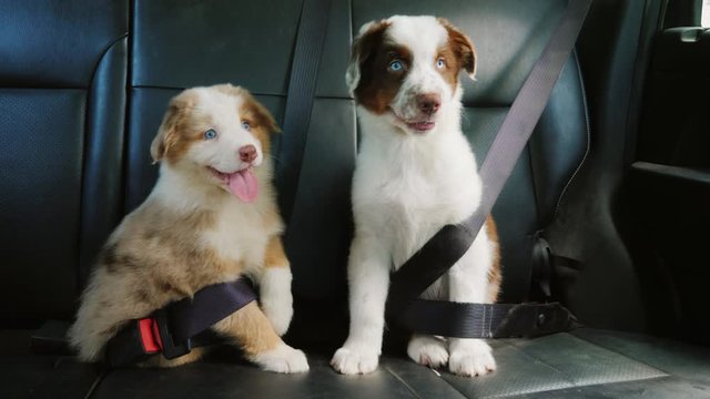Two puppy passengers traveling together in the back of the car