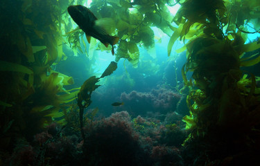 Fototapeta na wymiar A silhouetted Calico Bass in a kelp forest off of Catalina Island, California.