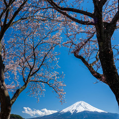 Mt. Fuji in the spring time with cherry blossoms at kawaguchiko Fujiyoshida, Japan.