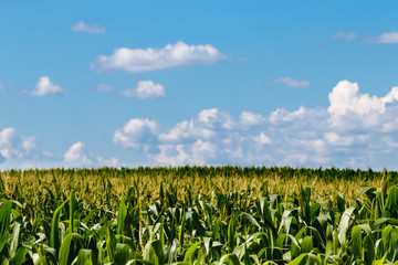 Fototapeta na wymiar Blue skies with white clouds above corn field