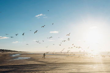 Denmark, Blokhus, boy chasing flock of seagulls on the beach