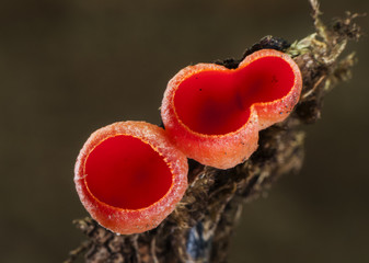 Sarcoscypha cf coccinea mushroom of intense red color that grows on wood remains