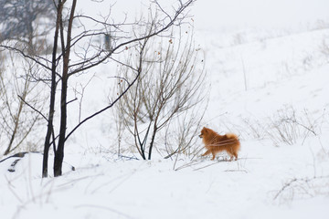Small dog breed Pomeranian Spitz posing and watching the beautiful winter forest. back view Pomeranian on white snow. Winter puppy. Cute little spitz. adorable red/orange Pom