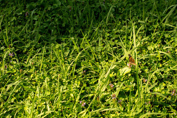 Butterfly on green grass. Summer concept.
