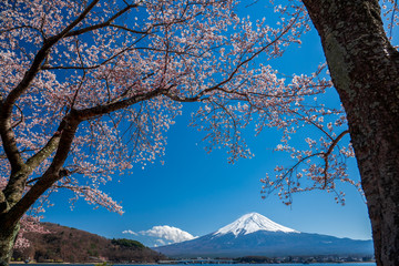 Mt. Fuji in the spring time with cherry blossoms at kawaguchiko Fujiyoshida, Japan.