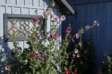 roses trémières