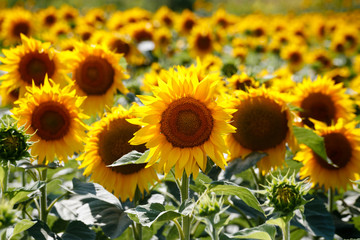 Fully blown sunflower in the sunny field