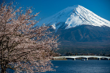 Mt. Fuji in the spring time with cherry blossoms at kawaguchiko Fujiyoshida, Japan.
