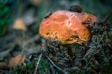 Boletus edulis edible mushroom in the forest