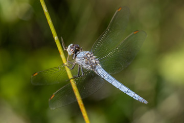Allphotokz Dragonfly 20170724 1303 D810