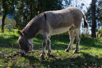 Cute donkey at natural park,enjoying nice weather 