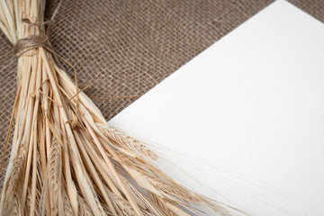 Yellow dry spikelets of wheat on burlap and white space for text. Still life close-up. Top view.