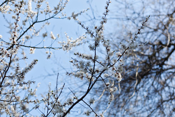 Fototapeta na wymiar Branches with white flowers. Apple tree in blossom