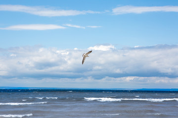 Fototapeta na wymiar Seagull flying against the blue sea