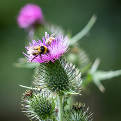 Fototapeta premium Buff-tailed bumblebee (Bombus terrestris) gathering pollen from a Thistle