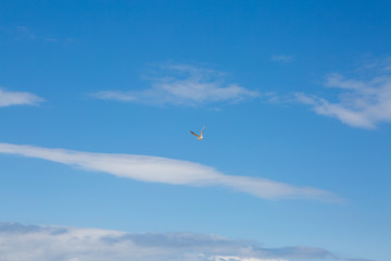 Fototapeta na wymiar Seagulls flying in the sky among the clouds