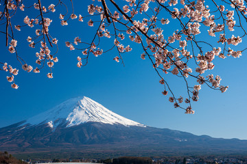 Naklejka premium Mt. Fuji in the spring time with cherry blossoms at kawaguchiko Fujiyoshida, Japan.