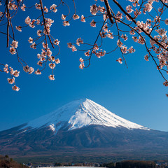 Mt. Fuji in the spring time with cherry blossoms at kawaguchiko Fujiyoshida, Japan.