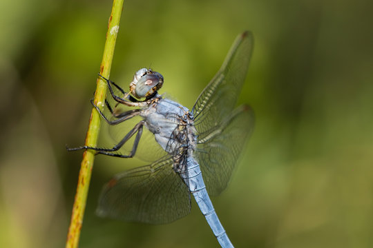 Allphotokz Dragonfly 20170724 1307 D810