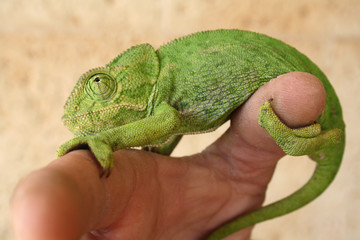 Chameleon – one of the most unusual and beautiful lizards .Green chameleon.