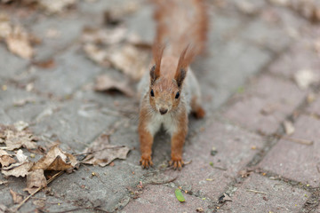 Amazing red squirrel in autumn park