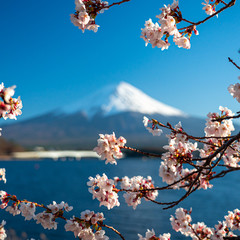 Mt. Fuji in the spring time with cherry blossoms at kawaguchiko Fujiyoshida, Japan.