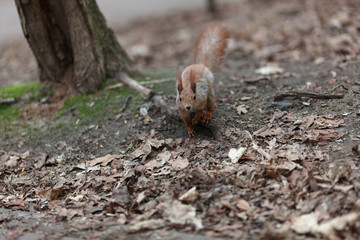 Amazing red squirrel in autumn park