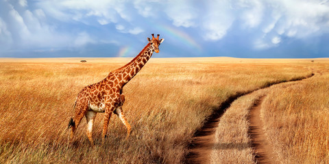 A lonely beautiful giraffe in the hot African savanna against the blue sky with a rainbow. Serengeti National Park. Tanzania. Wildlife of Africa. Wide format. © delbars