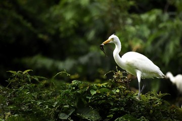 Great egret which Travel Thousands Of Miles to Reach Some Parts Of India