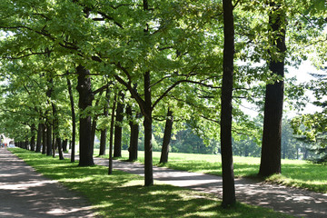 Parc verdoyant en été