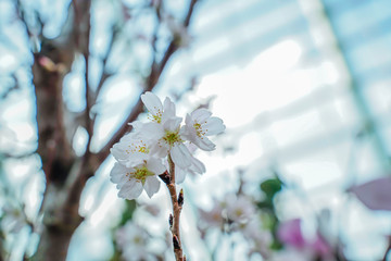 Amazing cherry blossoms in Asia. Beautiful flower domes. Sakura, beautiful tree in Singapore.