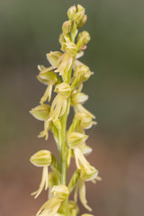 Fototapeta premium The detail of the orchid of man, (Orchis anthropophora), known as the orchid of the hanged man. Spain