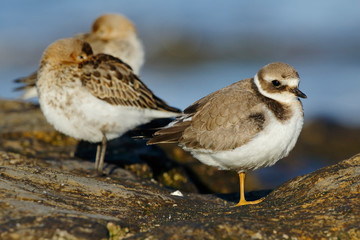 Common plover (Charadrius hiaticula), with winter plumage resting on a rock. Asturias, Spain