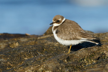 Common plover (Charadrius hiaticula), with winter plumage resting on a rock. Asturias, Spain