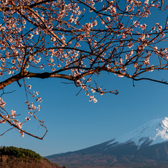 Mt. Fuji in the spring time with cherry blossoms at kawaguchiko Fujiyoshida, Japan.