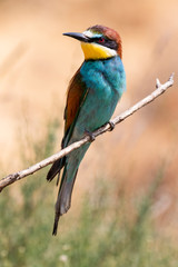 European bee-eater, (Merops apiaster), beautiful colorful bird sitting on a branch. Spain