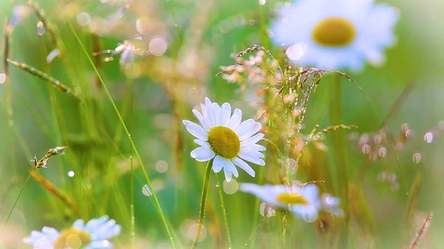 Beautiful wild flowers growing outdoor in sunny morning summer meadow. Real time full hd video footage.