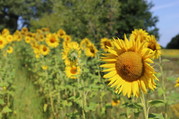 Sunflowers bloom on the field, summer, agriculture.