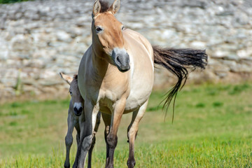 Naklejka na ściany i meble mare with foal on a meadow 