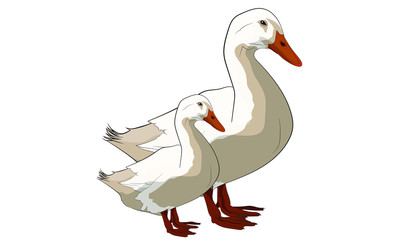 white isolated duck farm animal