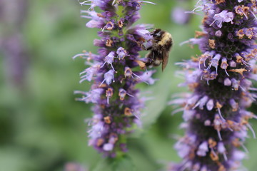 Hummel