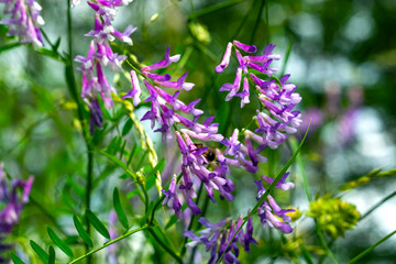 Fototapeta premium Wild yellow flowers with a bee collecting pollen against a deep blue sky.
