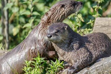 two otters sunbathing in a park 